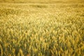 Beautiful golden rye field at sunset in summer Royalty Free Stock Photo