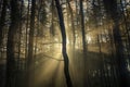 Beautiful Golden Sun Rays In Woodland Forest. Royalty Free Stock Photo