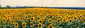 Beautiful golden sunflower field panorama