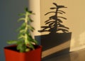 Golden sunlight casting shadow of a green potted plant