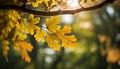 Beautiful golden sunlight shining through the vibrant green leaves of a majestic oak tree Royalty Free Stock Photo