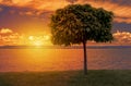 Beautiful golden sunset over Lake Balaton with a lone tree in the foreground