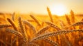 Beautiful Golden Sunset over Ripe Wheat Field Royalty Free Stock Photo