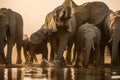 A beautiful golden sunset photograph of a large family herd of elephant drinking Royalty Free Stock Photo