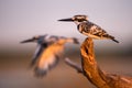 A beautiful golden sunset photograph of two Pied Kingfisher birds