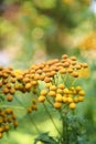 Tansy plants flowering in the garden