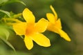 Beautiful golden trumpet flower stock images