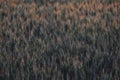 Beautiful golden wheat field in autumn season at sunsise. Royalty Free Stock Photo