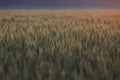 Beautiful golden wheat field in autumn season at sunsise. Royalty Free Stock Photo
