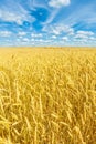 Beautiful golden wheat field and blue sky Royalty Free Stock Photo