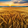 A beautiful golden wheat field glowing in the warm light of the setting Peaceful and a sight to