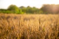 Beautiful golden wheat field at sunset in the countyside Royalty Free Stock Photo