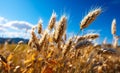A beautiful golden wheat field under a clear blue sky. A field of wheat with a blue sky in the background Royalty Free Stock Photo