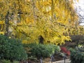 Beautiful Golden Yellow Autumn Tree at Queen Elizabeth Park, 2018 Royalty Free Stock Photo