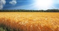 Beautiful golden yellow grain cereal agricultural field, glaring bright powerful strong morning sun rays, forest background - Hot Royalty Free Stock Photo