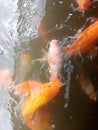 Beautiful golden yellow koi fish Royalty Free Stock Photo