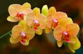 Beautiful golden yellow phalaenopsis orchids Royalty Free Stock Photo