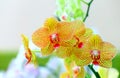 Beautiful golden yellow phalaenopsis orchids Royalty Free Stock Photo