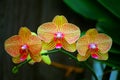 Beautiful golden yellow phalaenopsis orchids Royalty Free Stock Photo