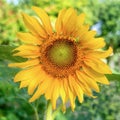 A beautiful golden yellow sunflower head blooming in a garden. Royalty Free Stock Photo