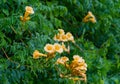 Beautiful golden yellow trumpet vine Campsis radicans Flava in blossom on green leaves background. Beautiful flowers in city park