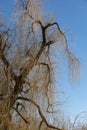 Beautiful golden yellow weeping willow in front of blue sky during the day without people Royalty Free Stock Photo