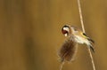 A magnificent Goldfinch, Carduelis carduelis, feeding on the seeds of a Teasel plant. Royalty Free Stock Photo