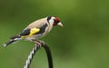 A pretty Goldfinch Carduelis carduelis perching on a metal post.