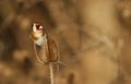 A beautiful Goldfinch Carduelis carduelis perched and feeeding on the seeds of a teasel. Royalty Free Stock Photo