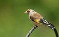 A pretty Goldfinch Carduelis carduelis perching on a metal post.