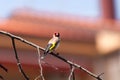 Beautiful goldfinch resting on a tree branch in the garden of a country house. The beauty of nature. Free animals