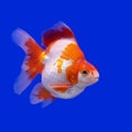 Beautiful goldfish Royalty Free Stock Photo