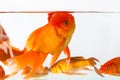 Beautiful goldfish closeup Royalty Free Stock Photo