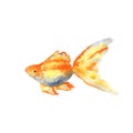 Beautiful goldfish. Hand drawn watercolor illustration. Isolated on white background