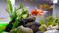 Beautiful Goldfish in an indoor aquarium