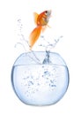 Beautiful goldfish jumping out of water on white background Royalty Free Stock Photo