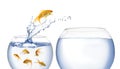 Beautiful goldfish jumping out of water on white background Royalty Free Stock Photo