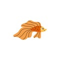 Beautiful goldfish with large tail and fins, orange aquarium fish, vector cartoon aquarium marine fauna, aquatic pet