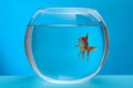 Beautiful goldfish in round aquarium on blue background Royalty Free Stock Photo