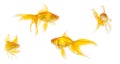 Beautiful goldfish swimming Royalty Free Stock Photo