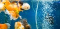 Beautiful Goldfish swimming in the fish tank Royalty Free Stock Photo