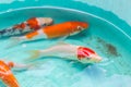 Beautiful goldfishes in pond foe sale Royalty Free Stock Photo