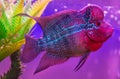 Beautiful good color Flowerhorn cichlid fish