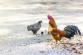 Beautiful and healthy thai Chicken flock find food and walking on ground