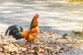 Beautiful and healthy thai with chick walking on ground