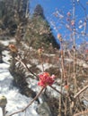 Beautiful and good smell Viburnum farreri flower in Himachal pardesh