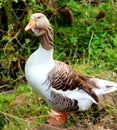 Beautiful goose Royalty Free Stock Photo