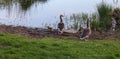 Beautiful goose birds with some small baby birds at a lake