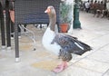 Beautiful goose at Gaios Paxos island Greece