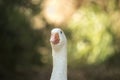 A beautiful goose looks into the camera